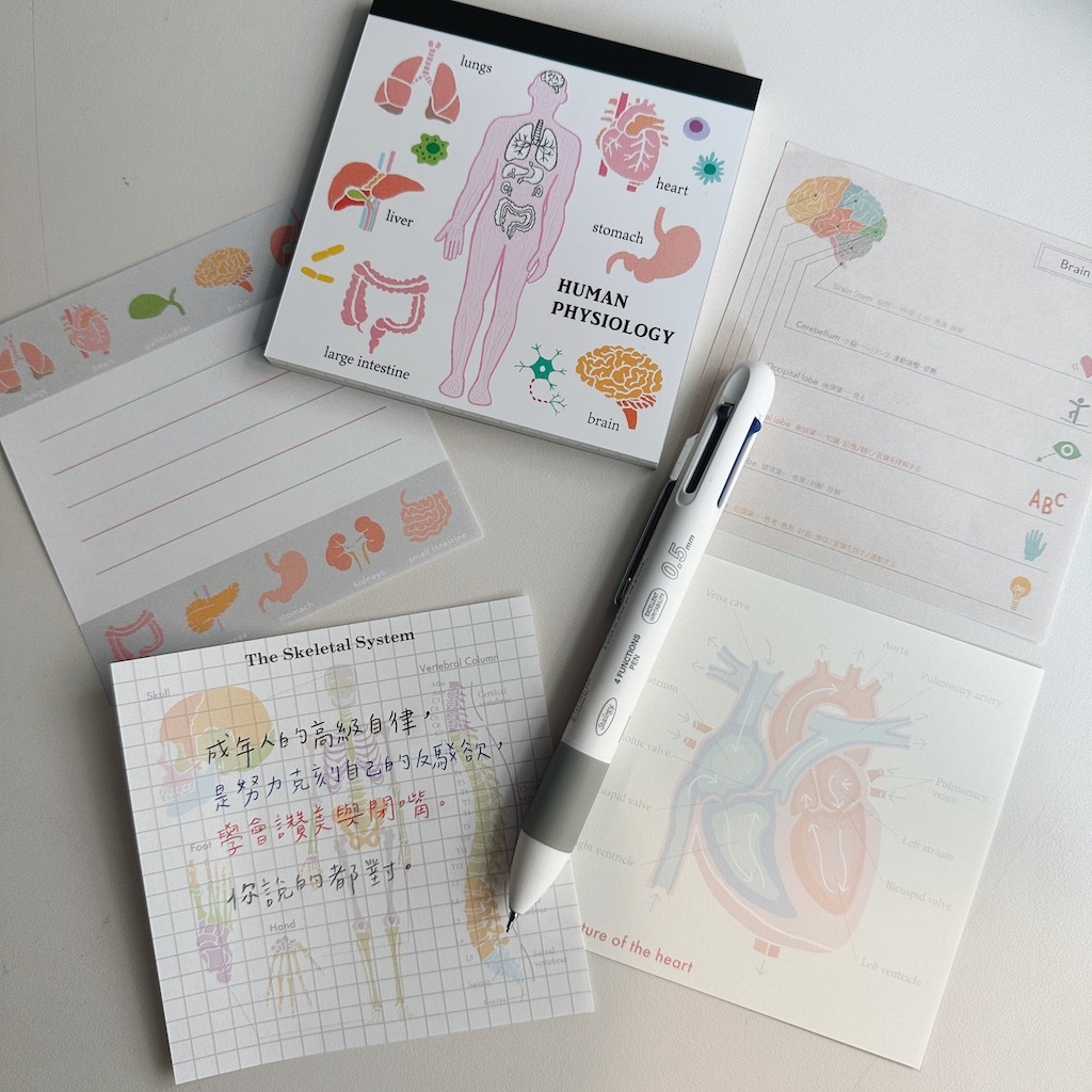 人體生物學 方形便條本 ｜日本STUDY HOLIC