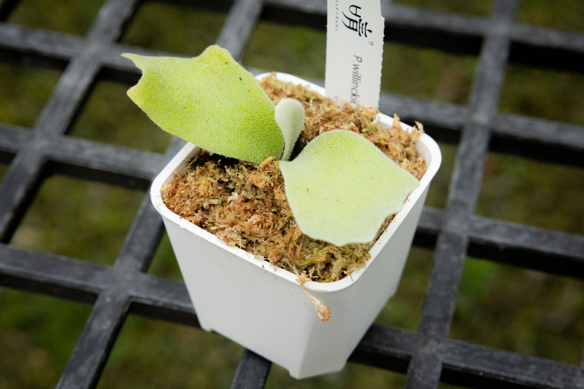 P.willinckii Pearl Queen sporeling