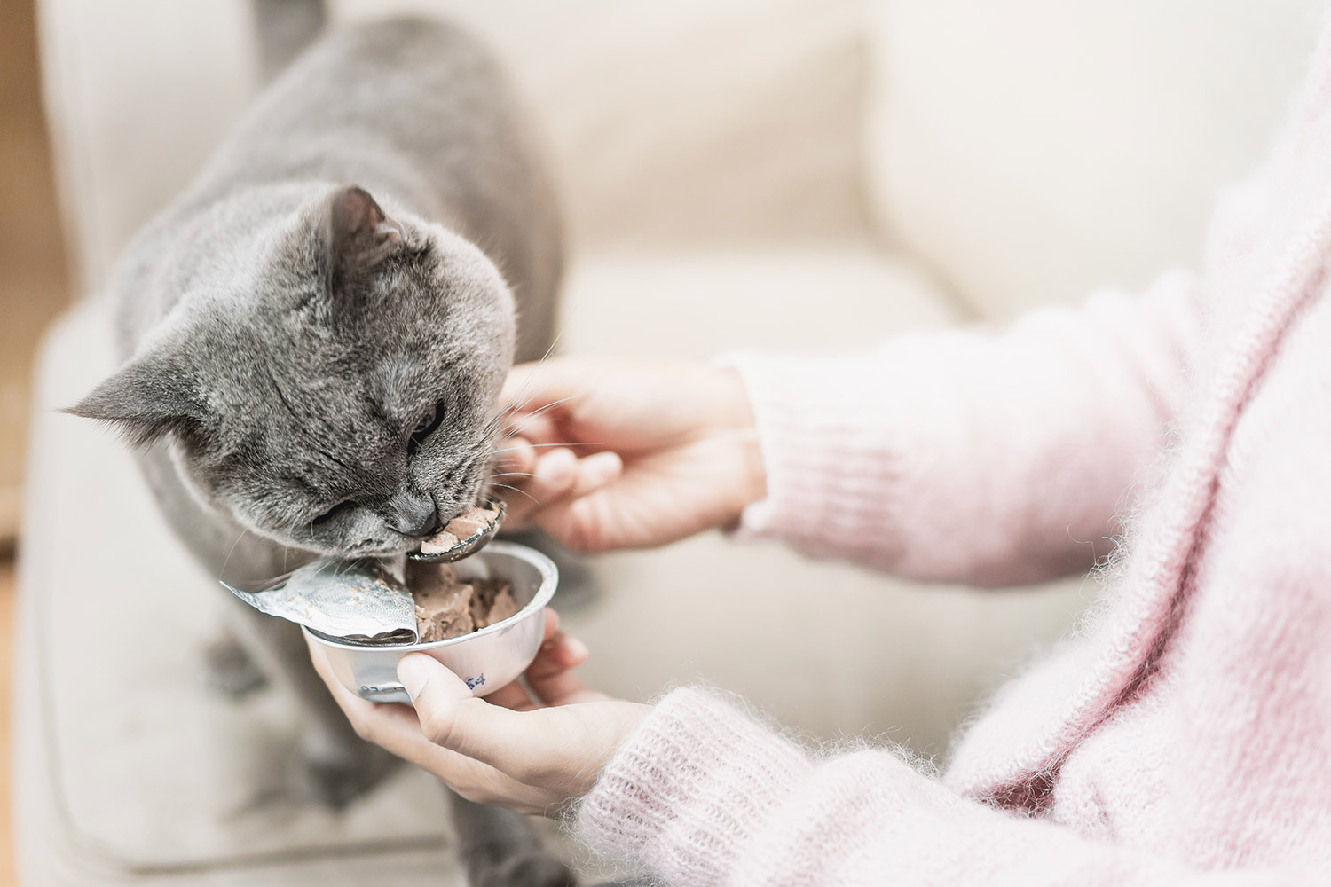 貓咪保健品推薦封面