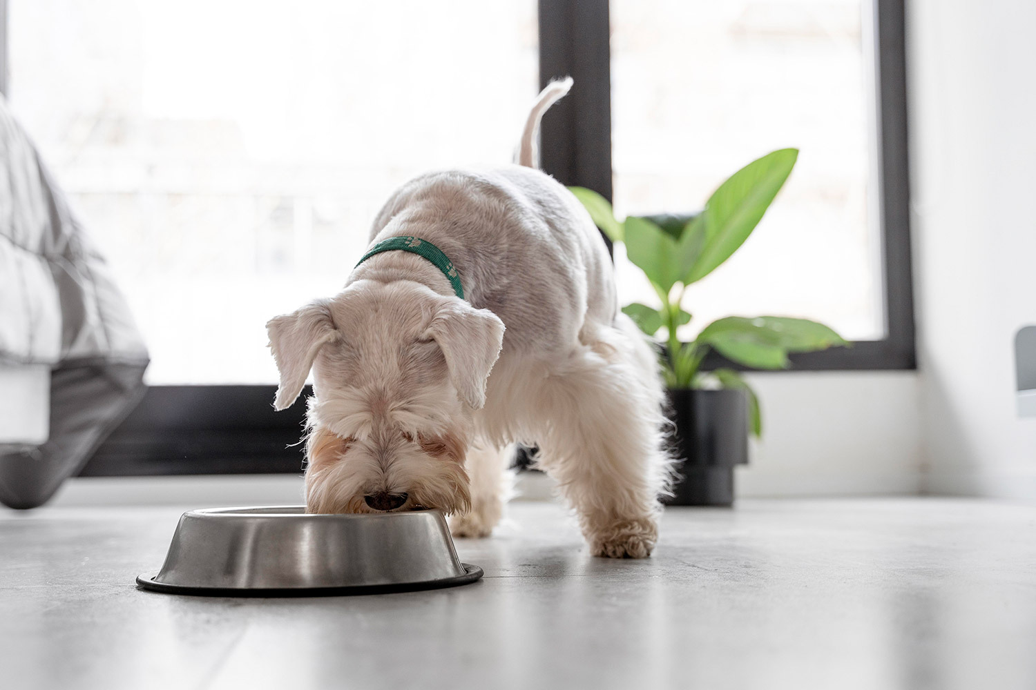 老犬保健品推薦