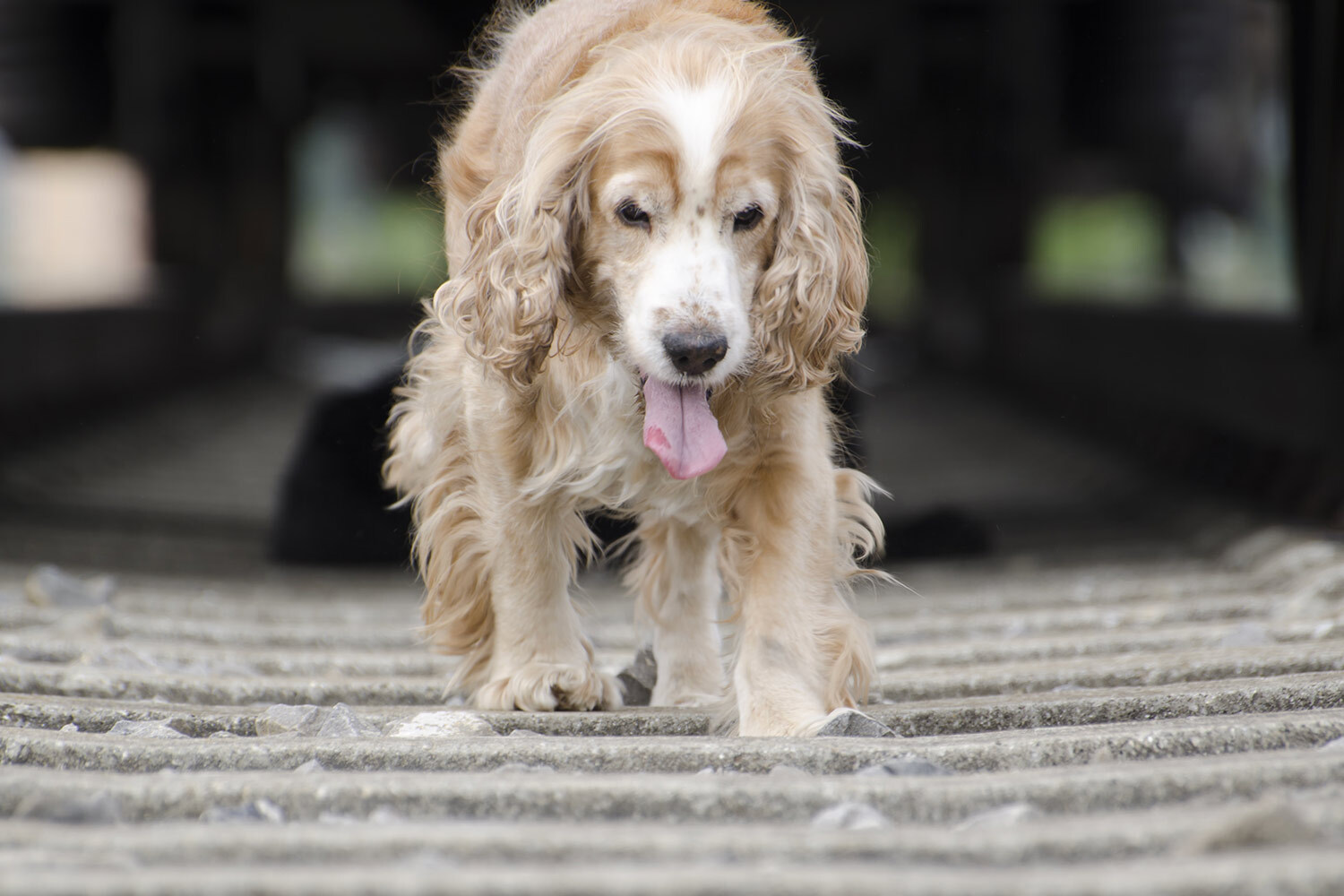 老犬保健品推薦