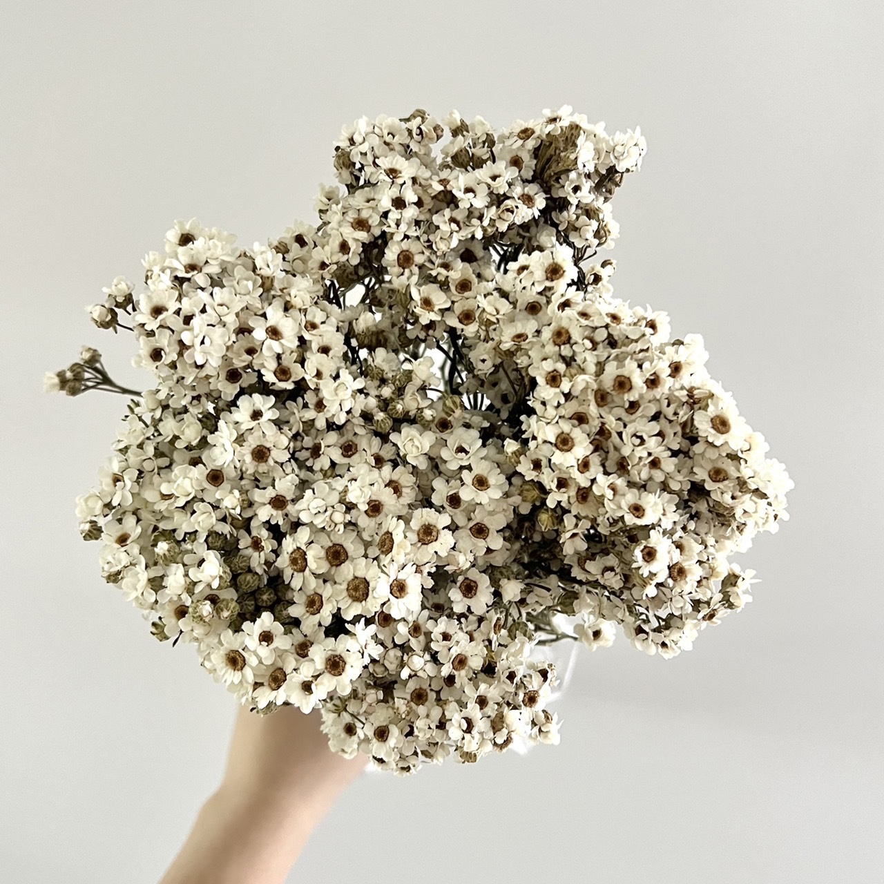 (特價出清)法國小白梅-白