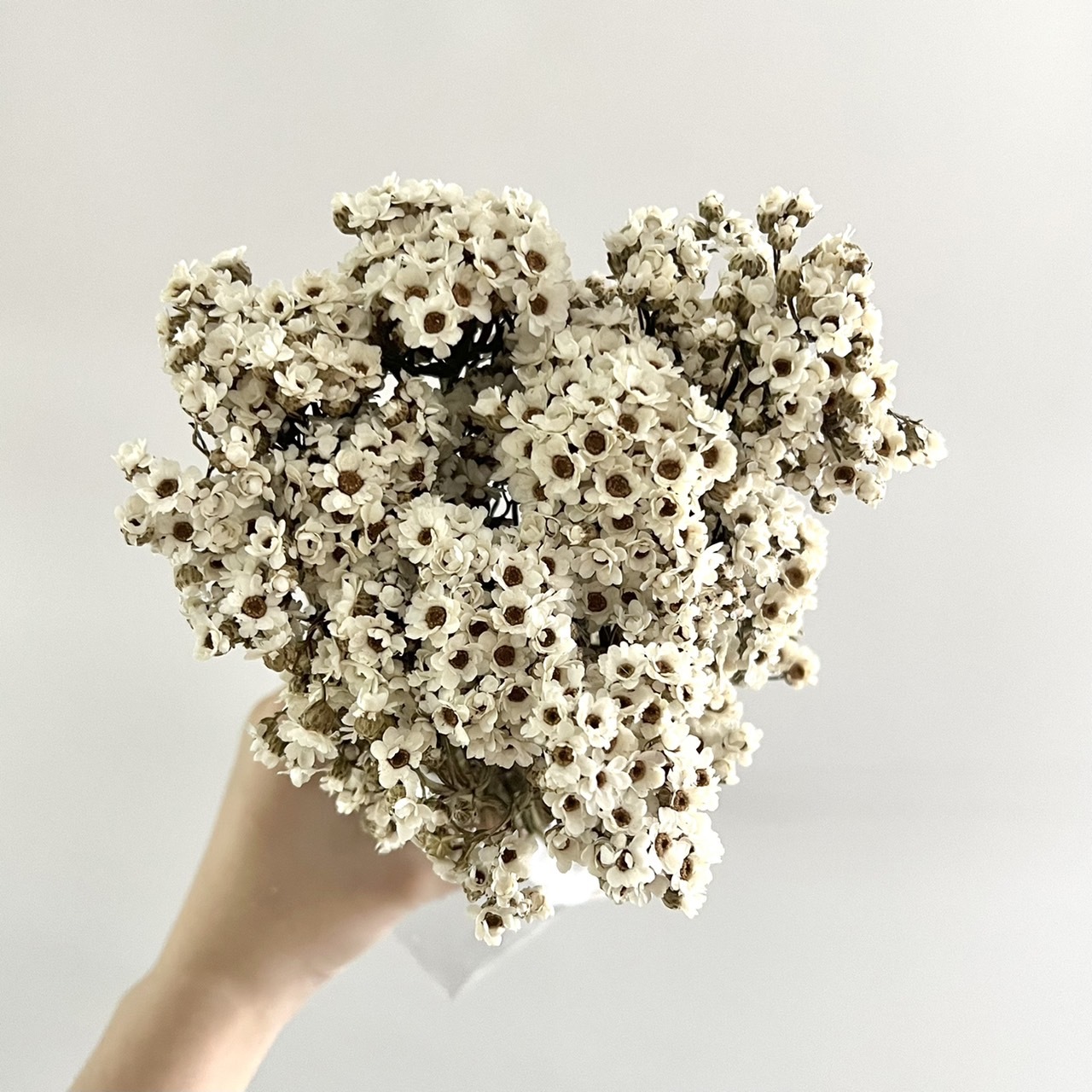 (特價出清)法國小白梅-白 (半開)