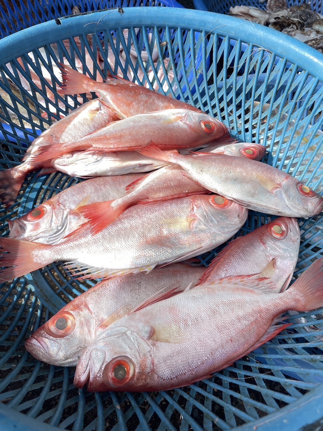 【紅目鰱】已二去