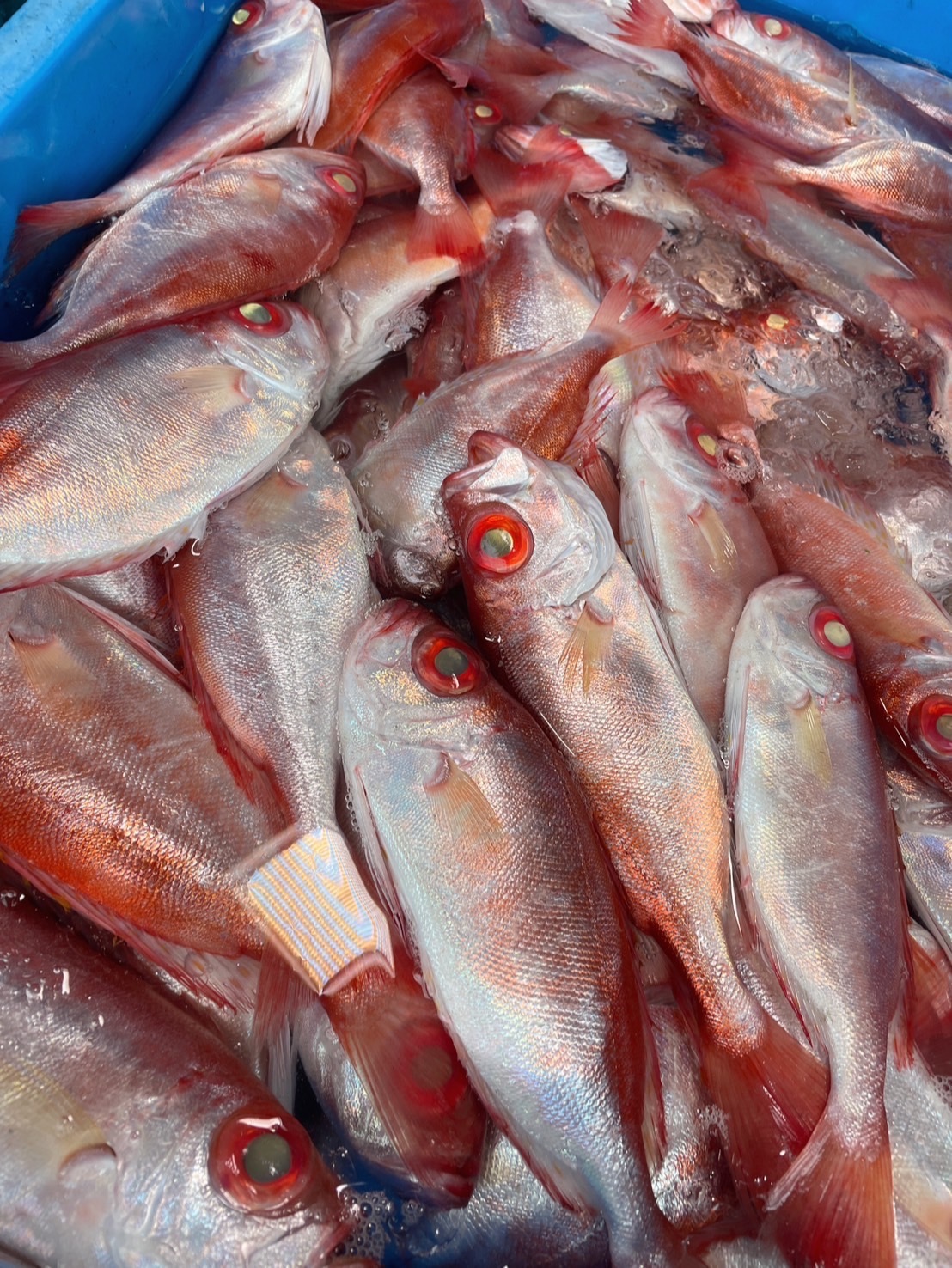 【紅目鰱】已二去