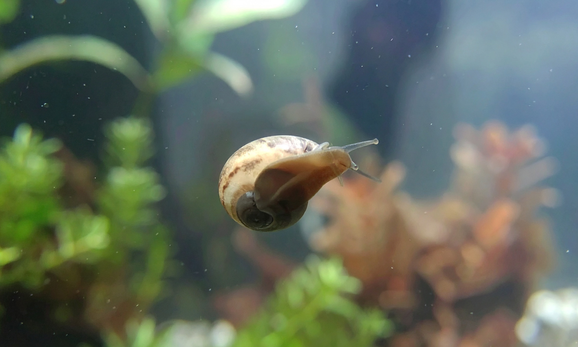 養魚的朋友們，是不是常常發現魚缸裡的螺不知不覺就越來越多？