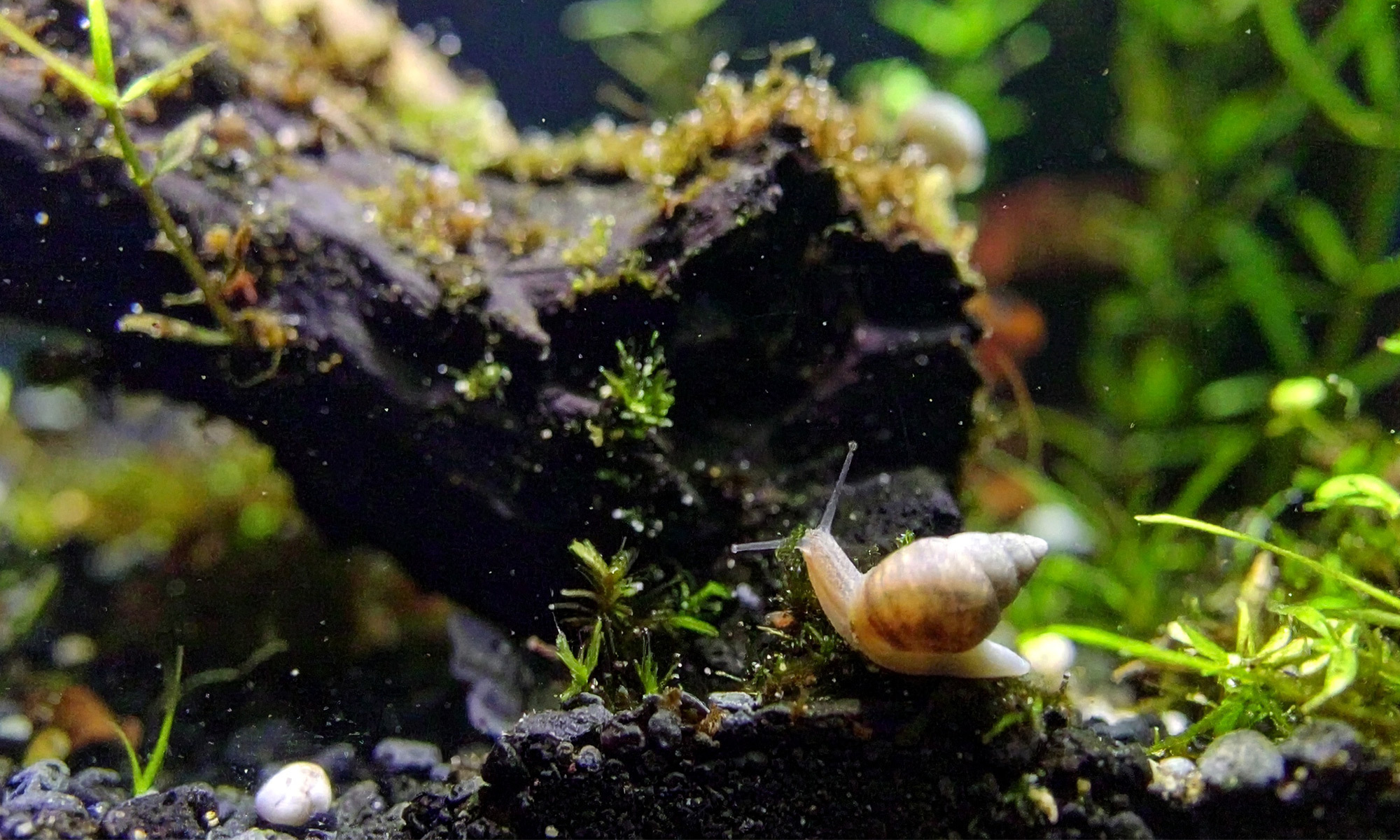 當魚缸中有過多的魚類飼料殘渣或是有機物堆積時，這些都成為螺類的美食，讓它們繁殖得更快
