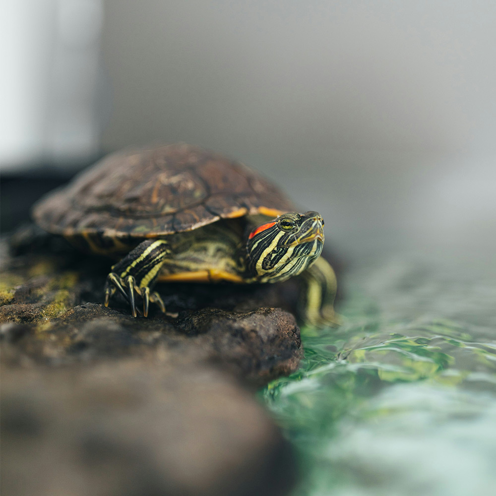 適合多種水龜、澤龜及肉食性兩棲爬蟲，讓寵物健康成長，活力滿分