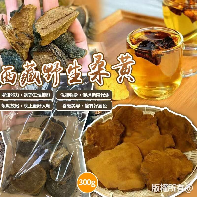 西藏野生增強體力養生桑黃