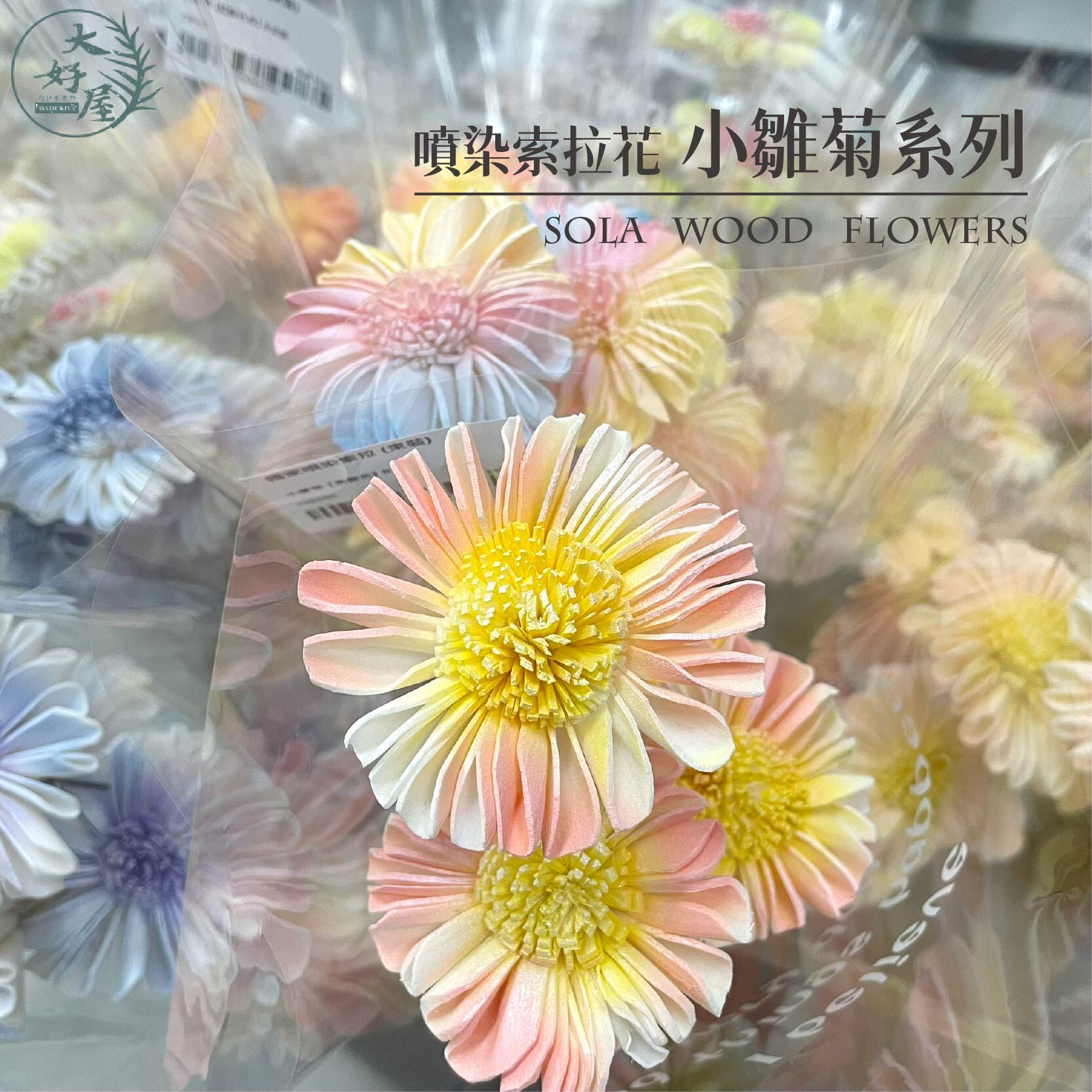 【網】噴染索拉小雛菊系列