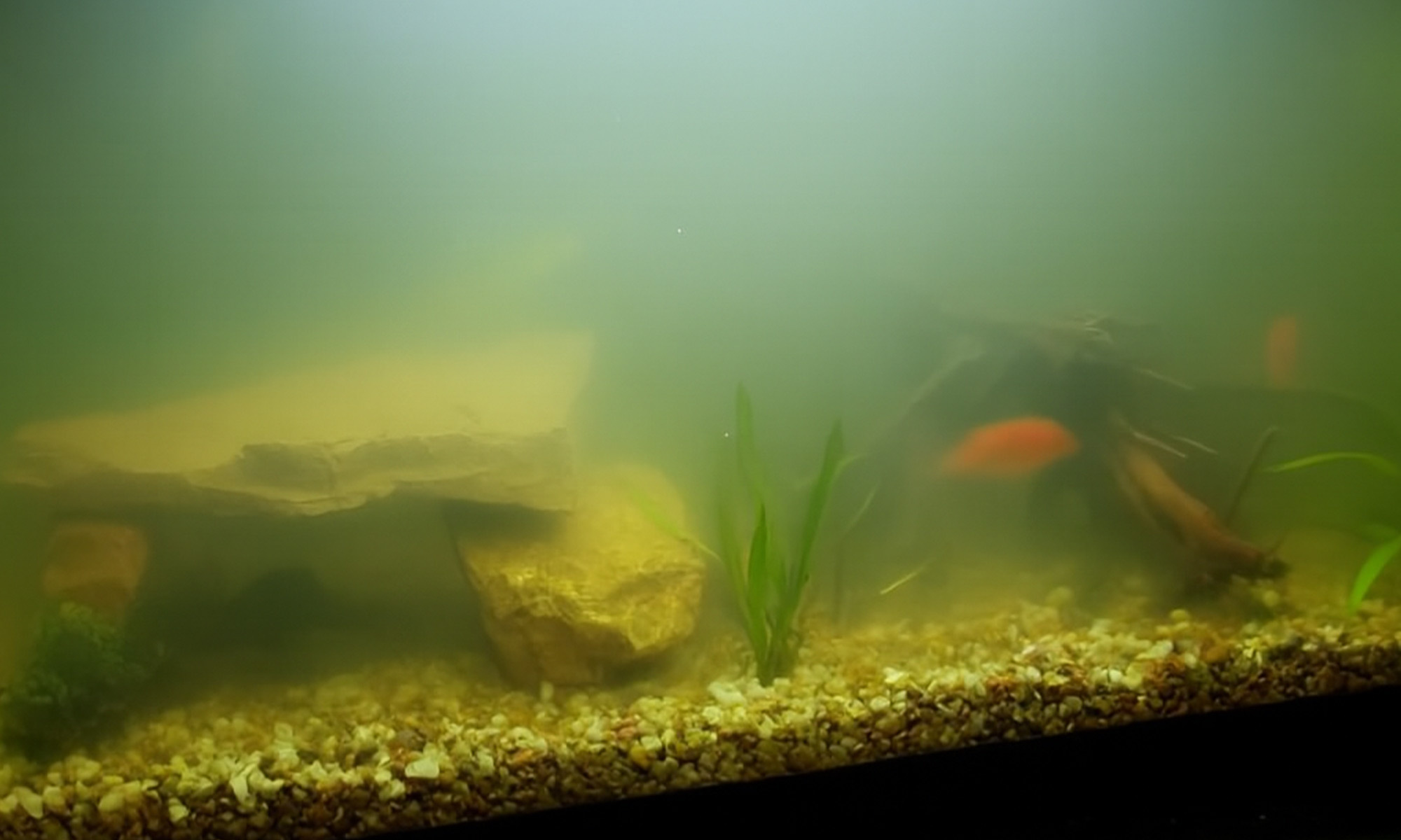 不規律的換水頻率、濾材清洗不當、或是水族箱過濾系統功能不足，都可能導致水中營養物質累積過多，進而引發藻類大爆發