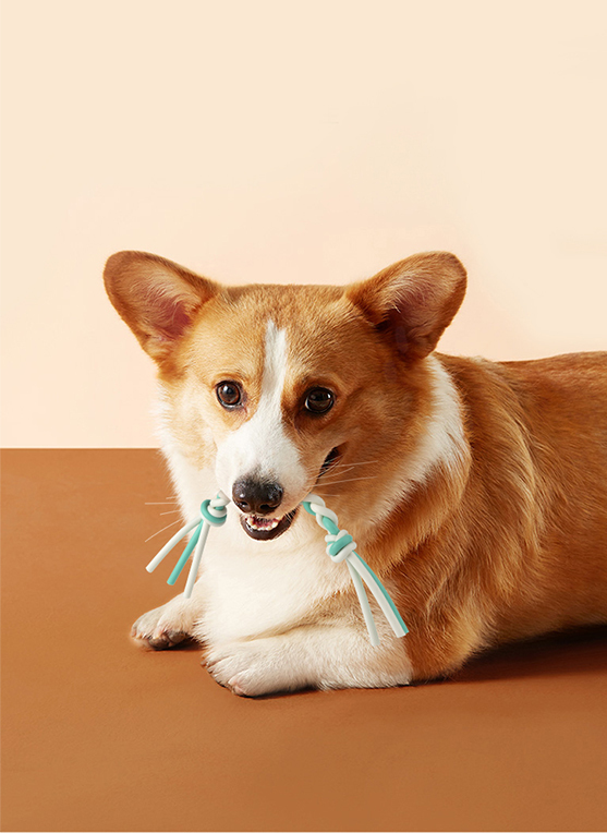 Pawise|扭結繩狗玩具 (NO.14634)