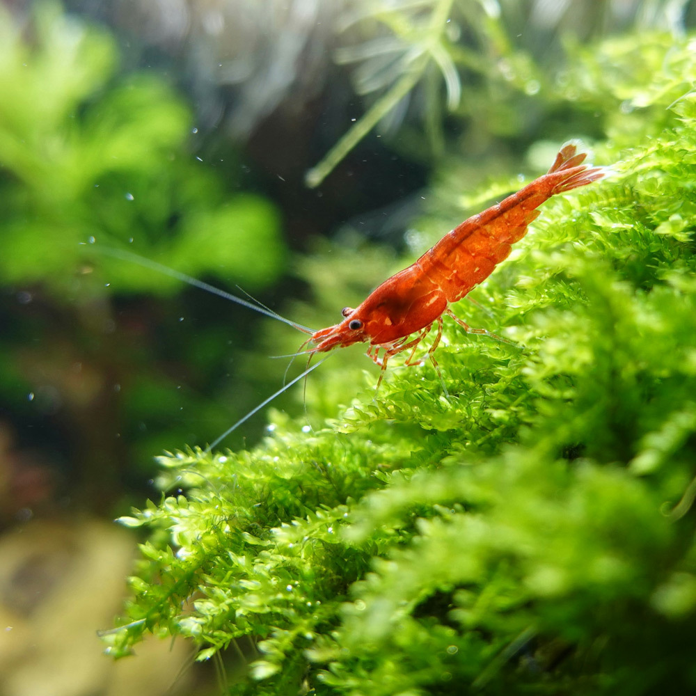 長期使用可穩定水質、維持缸內生態平衡，是水族愛好者必備的營養補充選擇