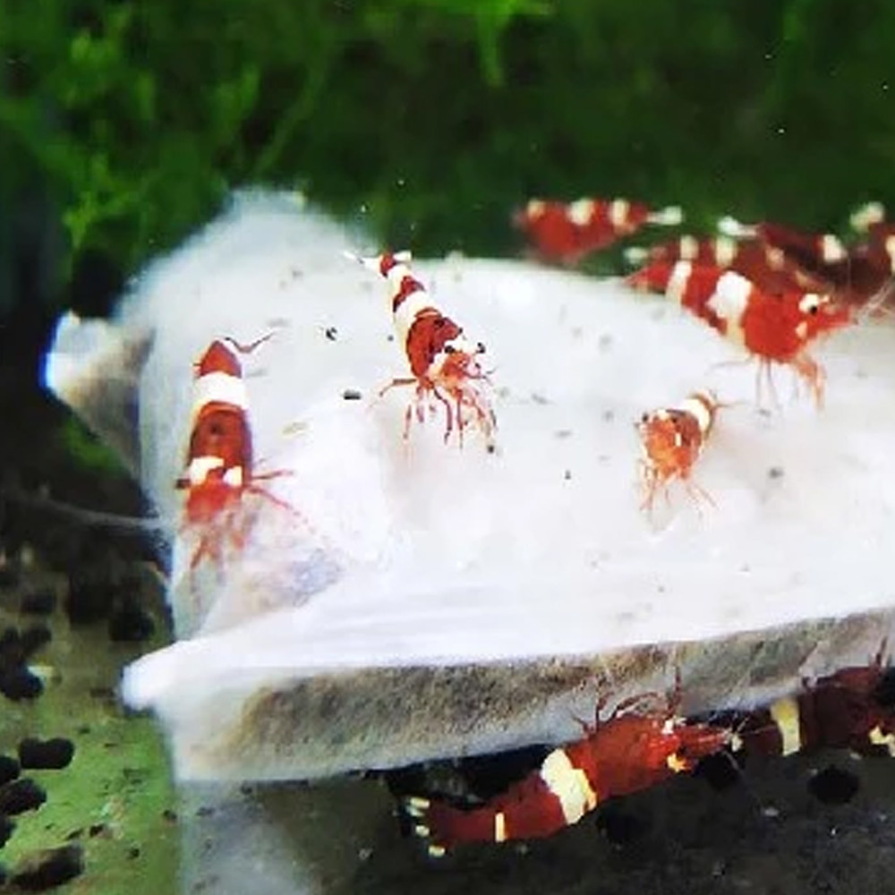 本產品採用緩釋技術，短期外出3~5天也能穩定釋放營養與益生元素，兼顧假期飼料與水質淨化，讓您外出無後顧之憂，水族缸內依然生機盎然