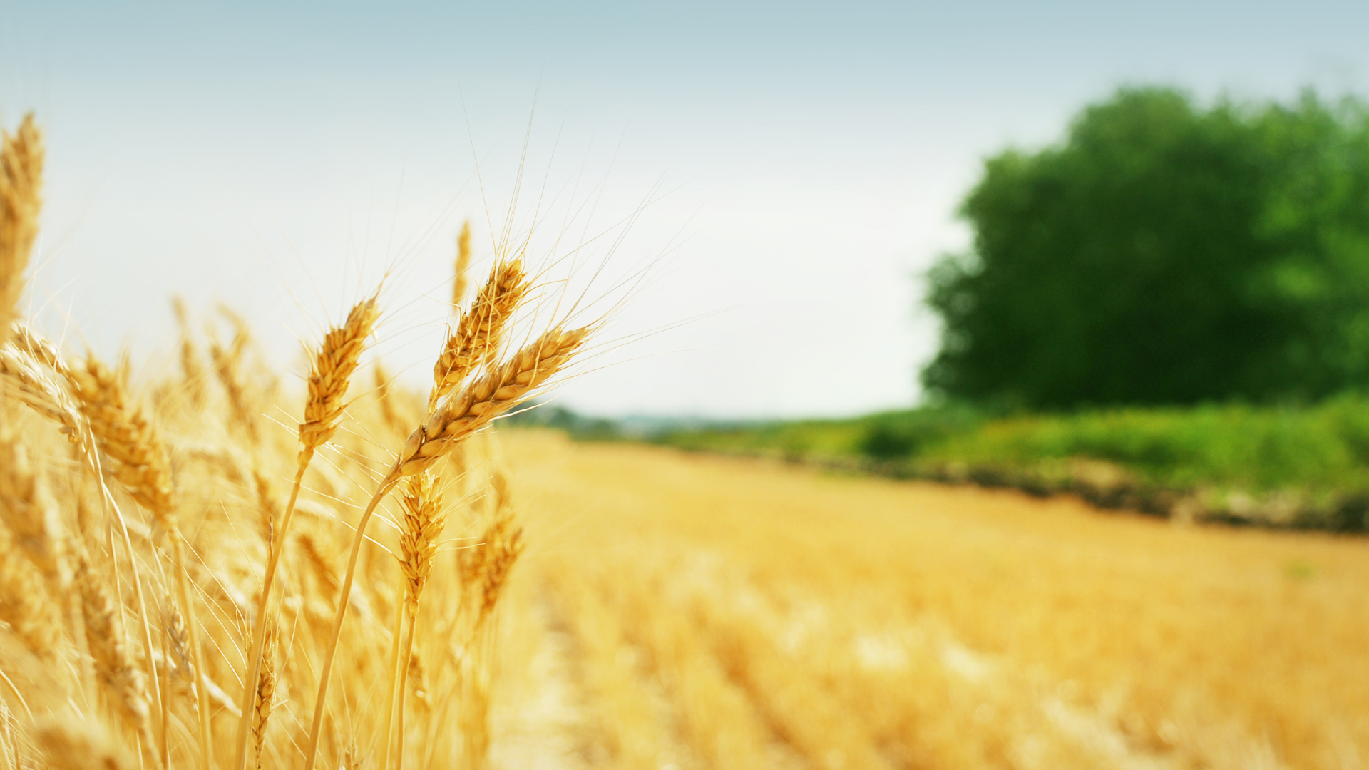 芒種,二十四節氣,養生,芒種開運,