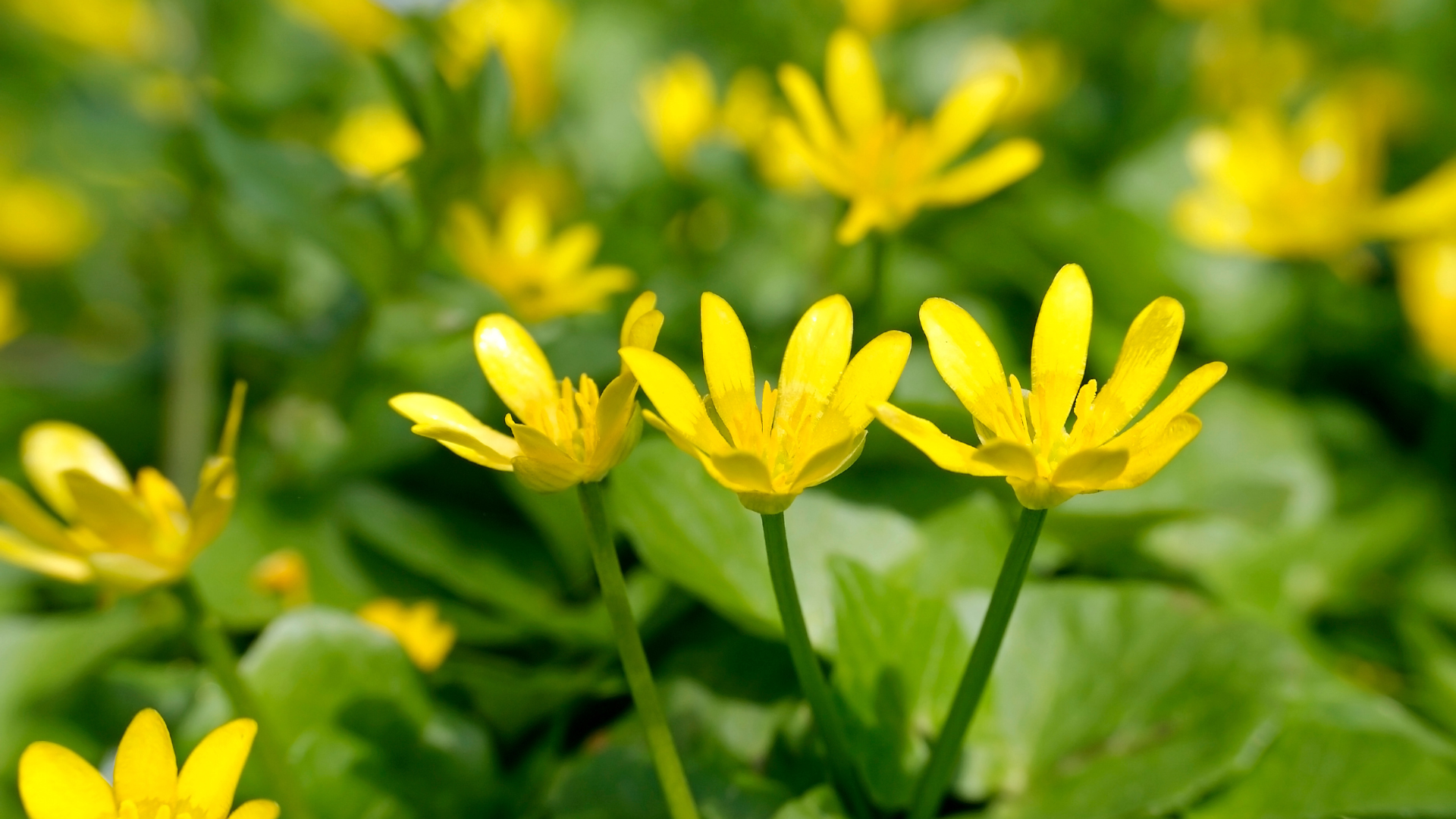 小暑,二十四節氣,夏天消暑,養生,小暑開運,