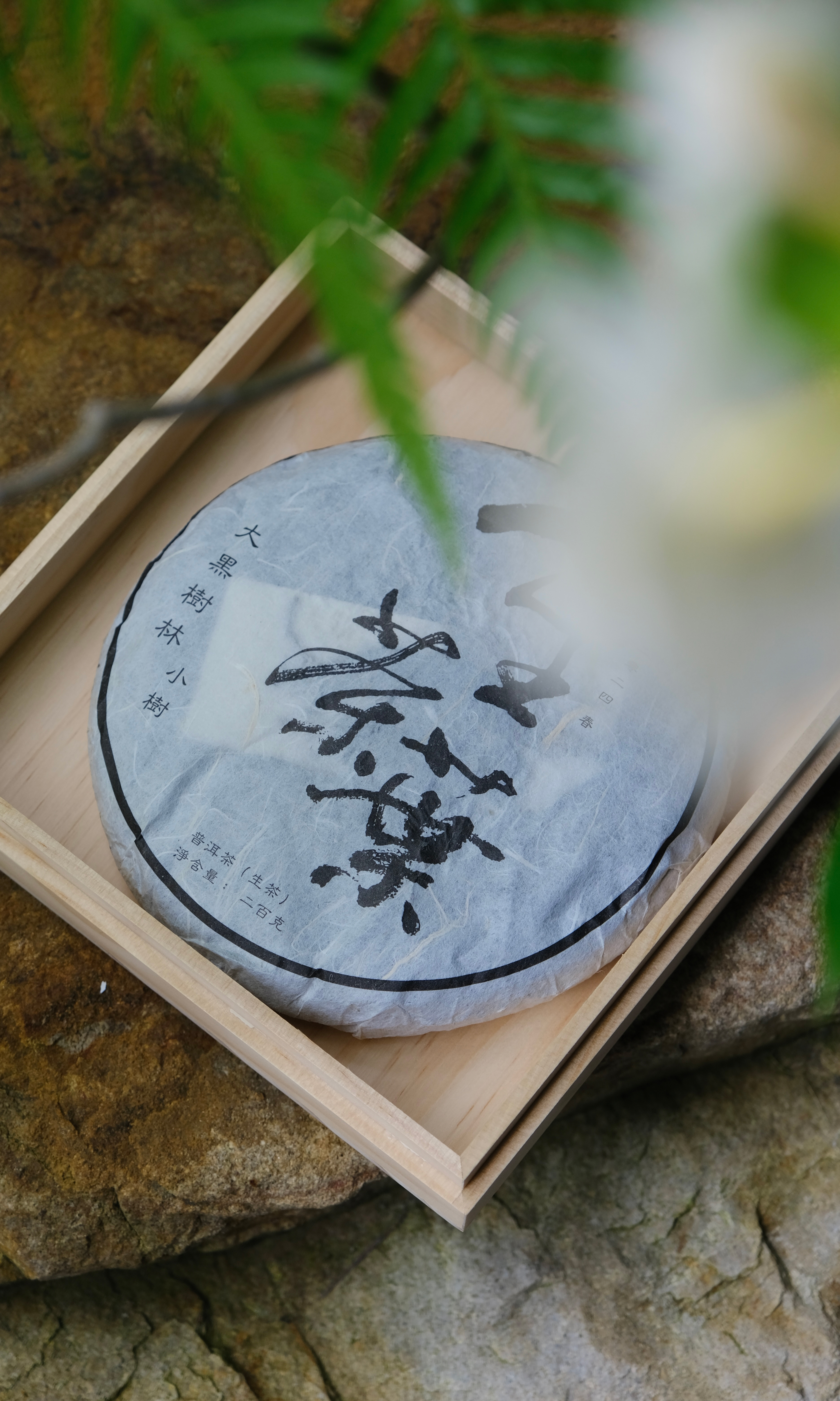 大黑樹林 小樹