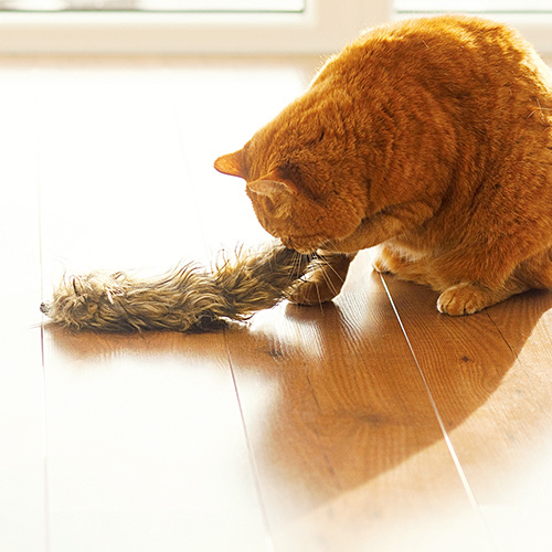 Aumüller 奧咪樂｜德國貓草玩具 貓草包 (毛毛雪貂 快樂搖擺鵝 粉紅小海星)