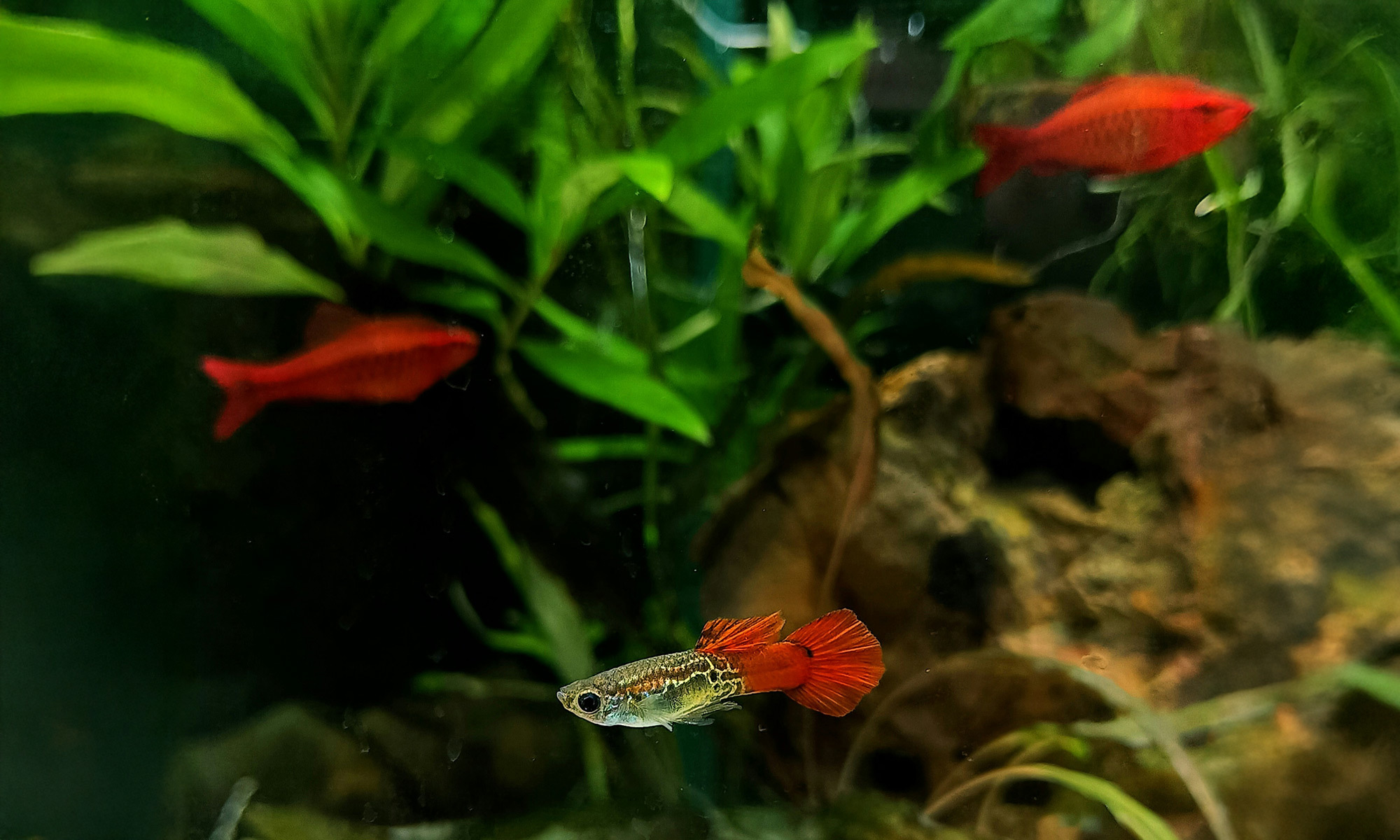 孔雀魚個性溫和，很適合與其他小型熱帶魚混養，如紅綠燈、小精靈、鼠魚等。但要避免與大型或攻擊性強的魚類混養，以免孔雀魚受到傷害