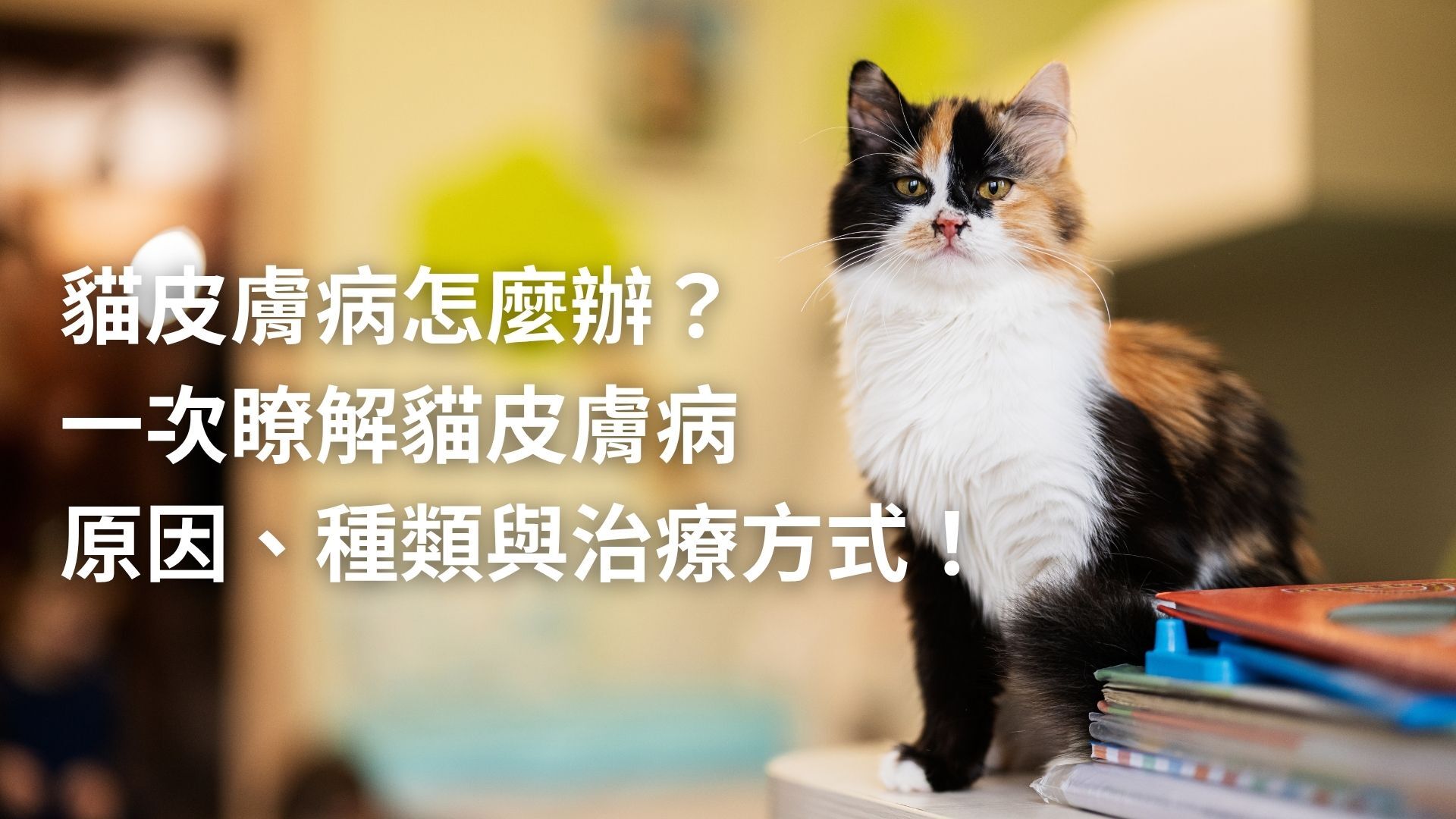 貓皮膚病會讓貓咪頻繁抓癢，造成容易細菌感染的細小傷口