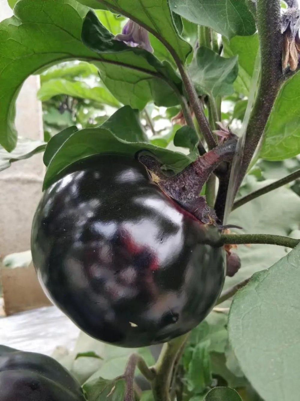 Local Organic Rounded Eggplan (BAG)