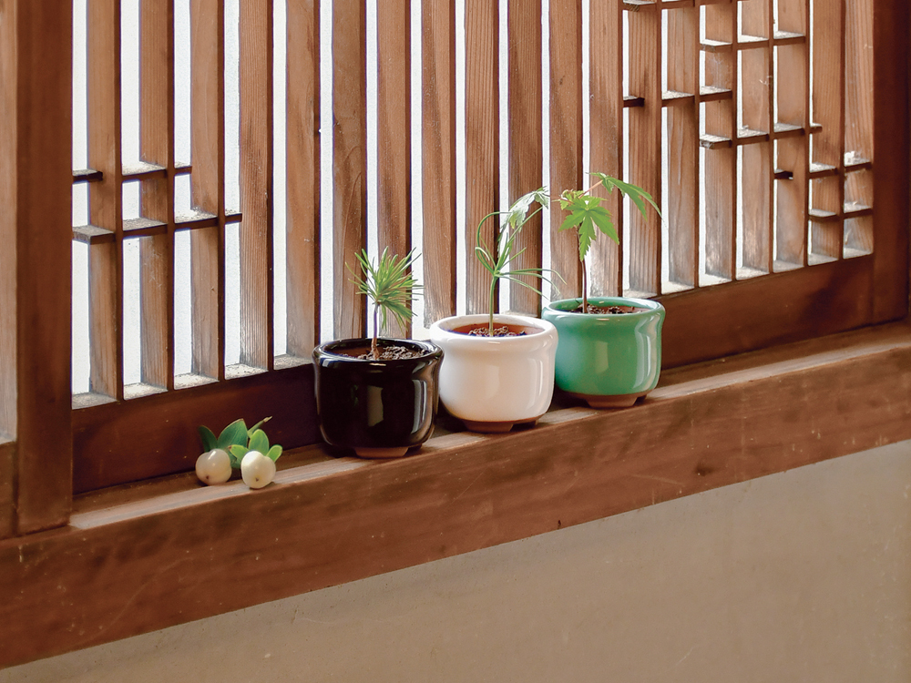 Seishin HACO MAME 陶瓷四方迷你豆盆栽栽培套裝GD-965 | buyfriendly