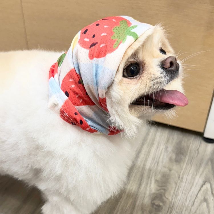 【Wagroovy時毛小孩】時毛抗UV涼感圍脖-cool7系列(2種花色）