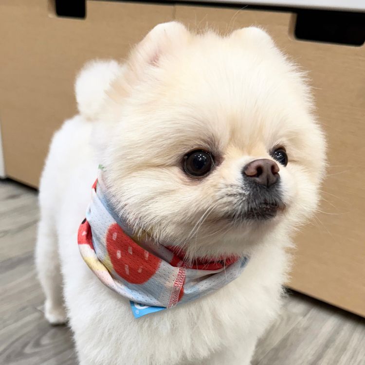 【Wagroovy時毛小孩】時毛抗UV涼感圍脖-cool7系列(2種花色）