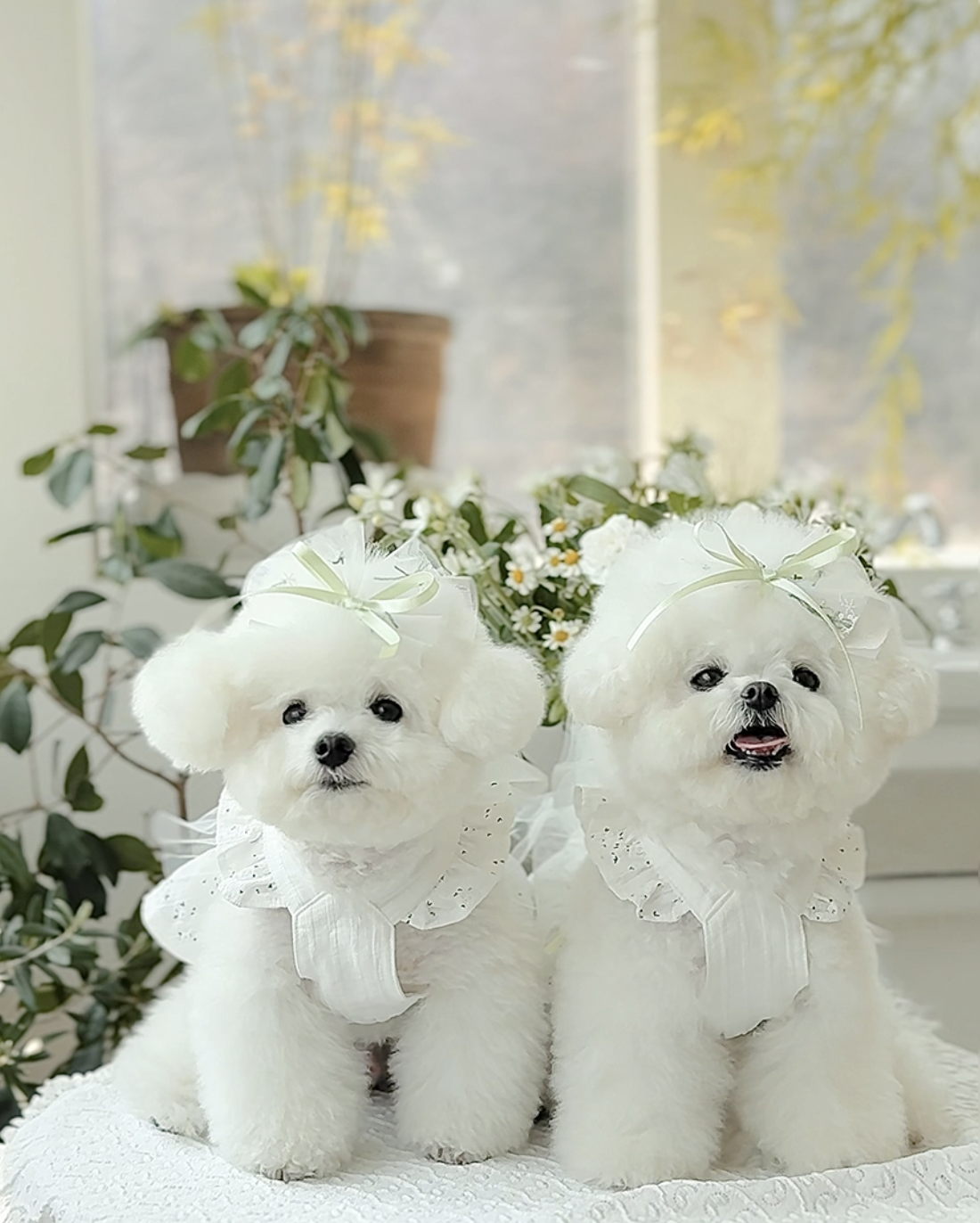 精靈蝴蝶結髮飾