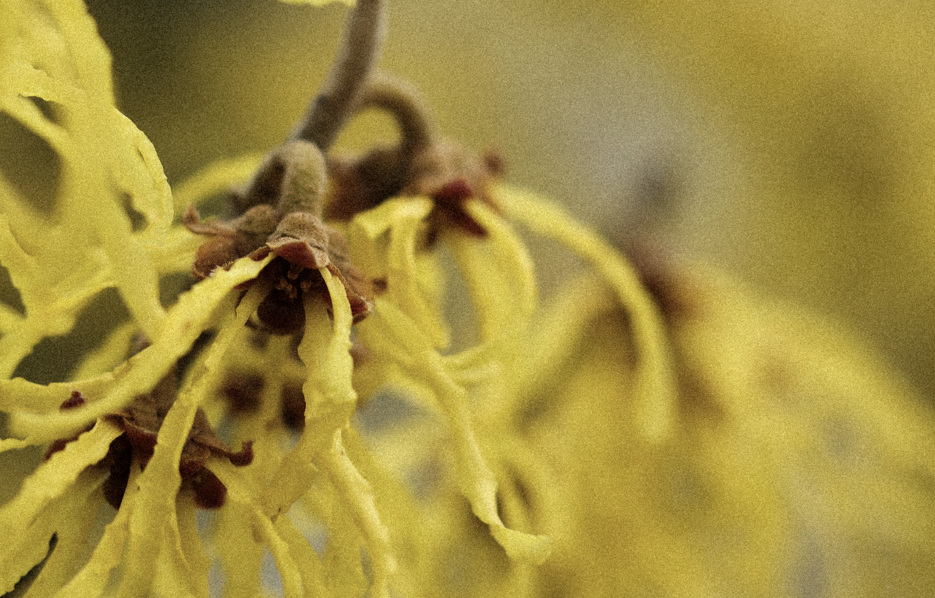 多重草本修護精華，凝聚大自然的溫柔靜定