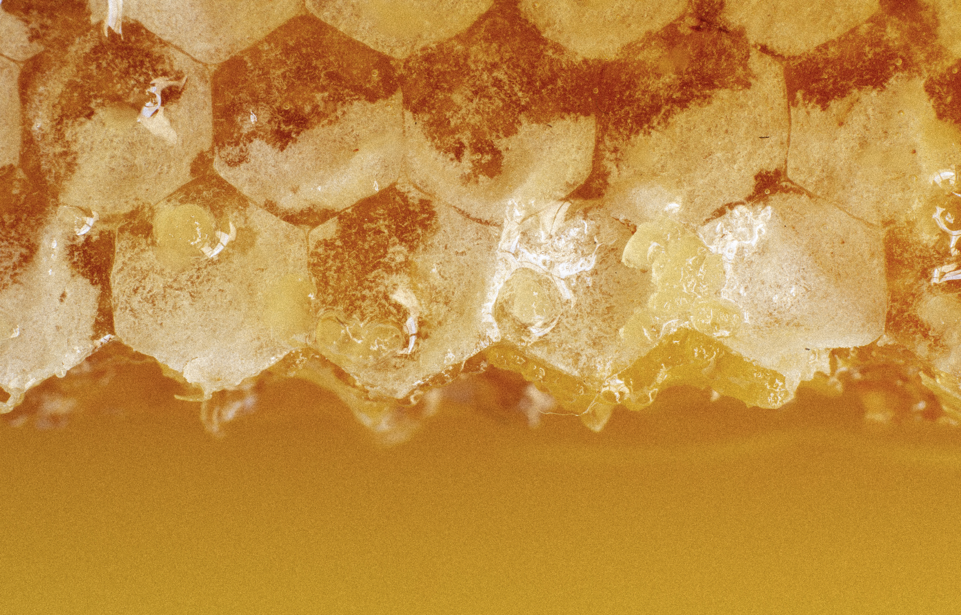 液態黃金—— MELLIDYN® LS 9834 純淨蜂巢精萃