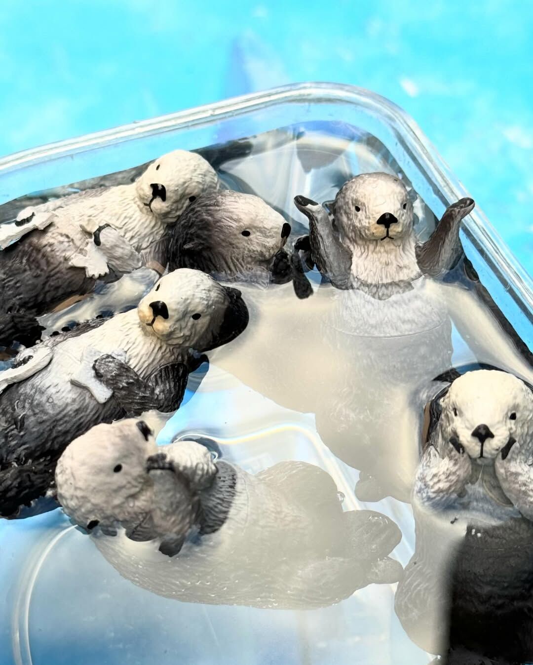 【現貨】鳥羽水族館 PukaPuka浮水海獺扭蛋 (全6種)