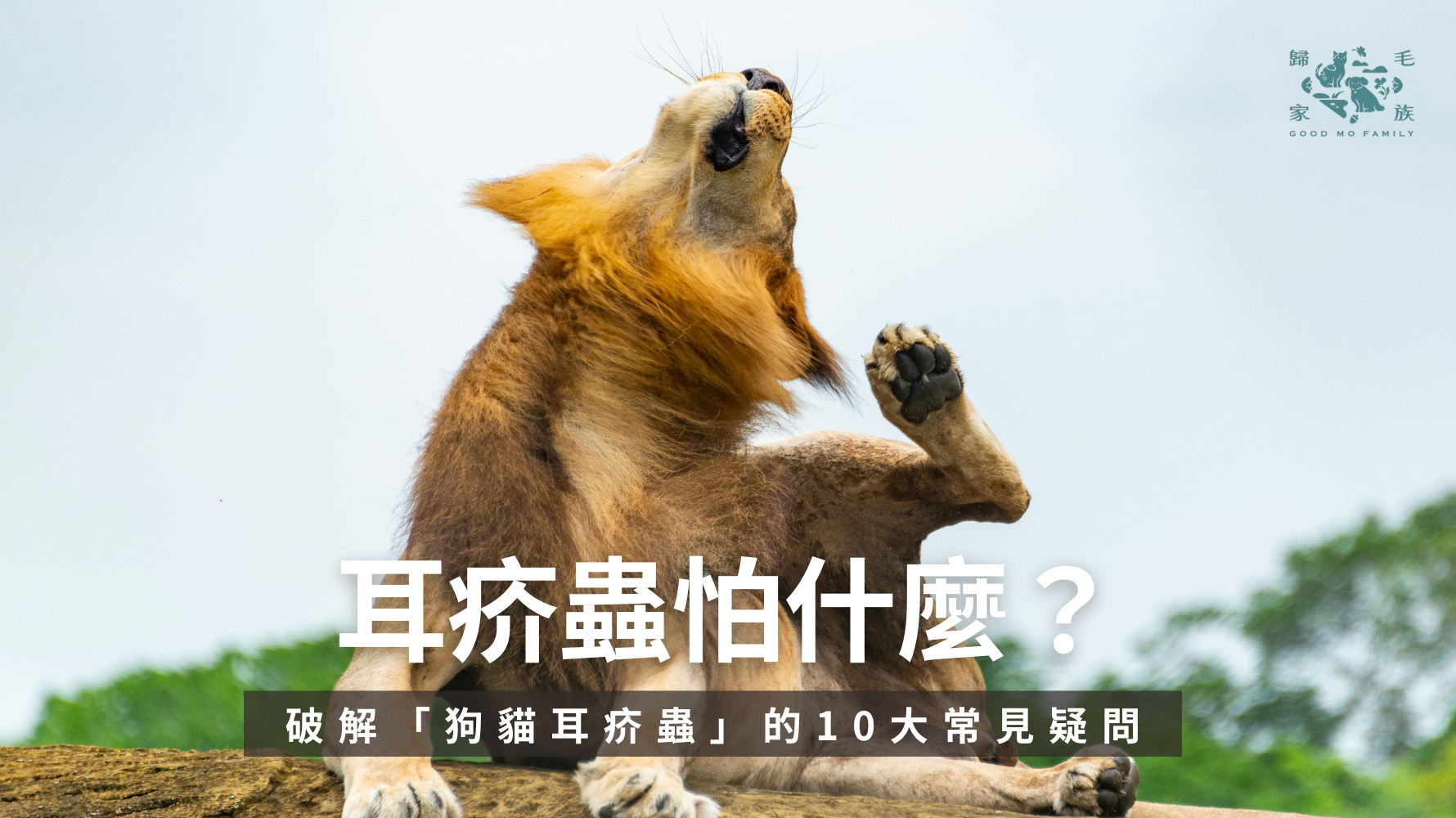 你家毛孩常甩頭、狂抓耳朵，甚至耳朵裡出現咖啡色分泌物嗎？這些症狀，很可能是 耳疥蟲 引起的。