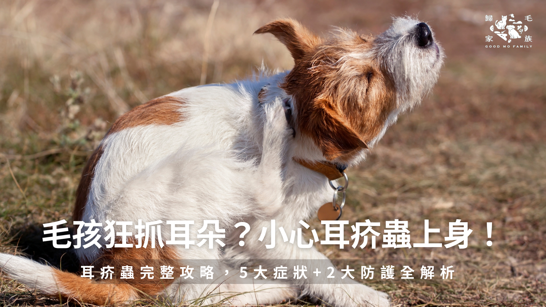 家中毛孩最近一直搖頭、抓耳朵，甚至耳朵發出異味或出現咖啡色耳垢嗎？這可能是超過 80% 寵物耳朵疾病的元凶——耳疥蟲作怪！