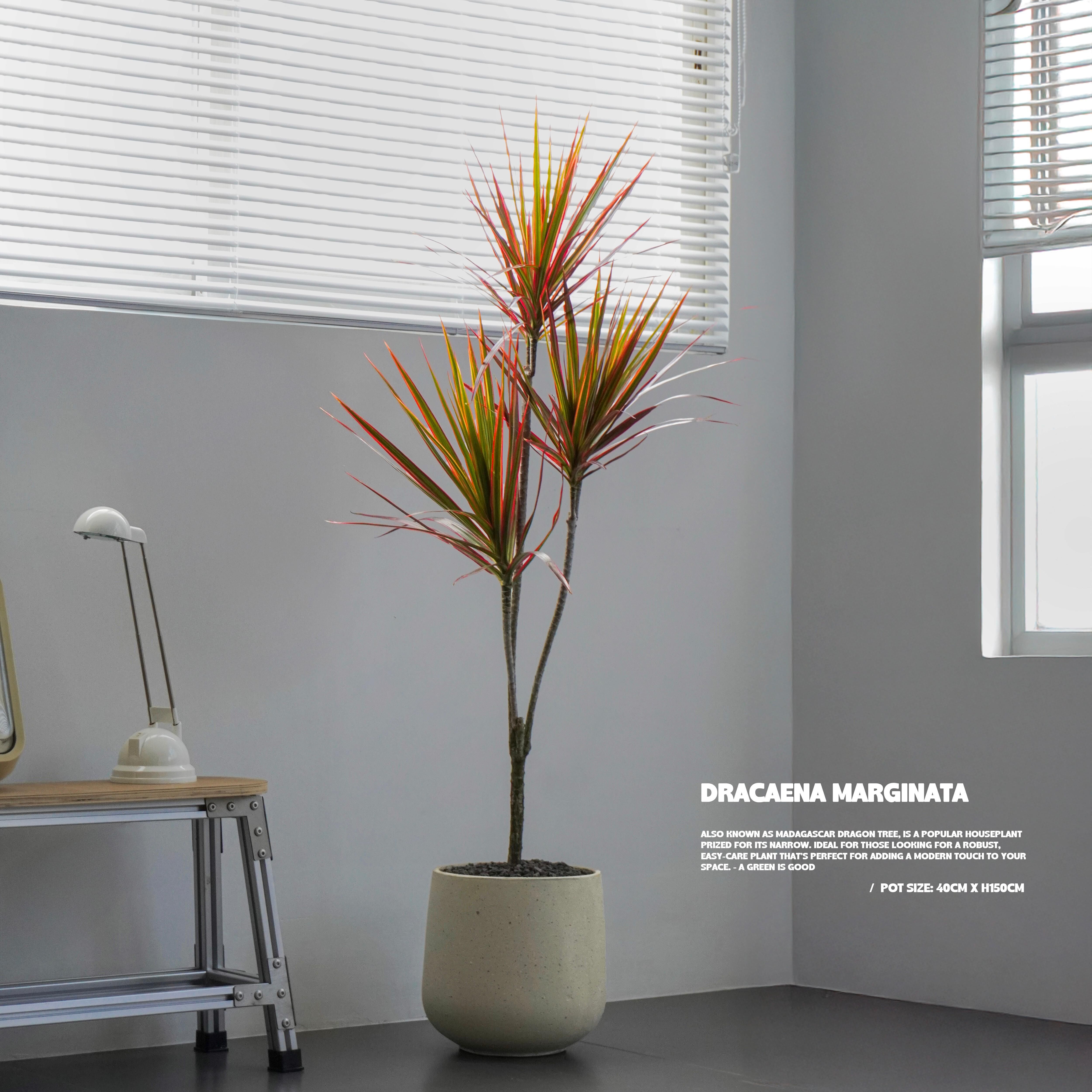 千年木 - Dracaena marginata