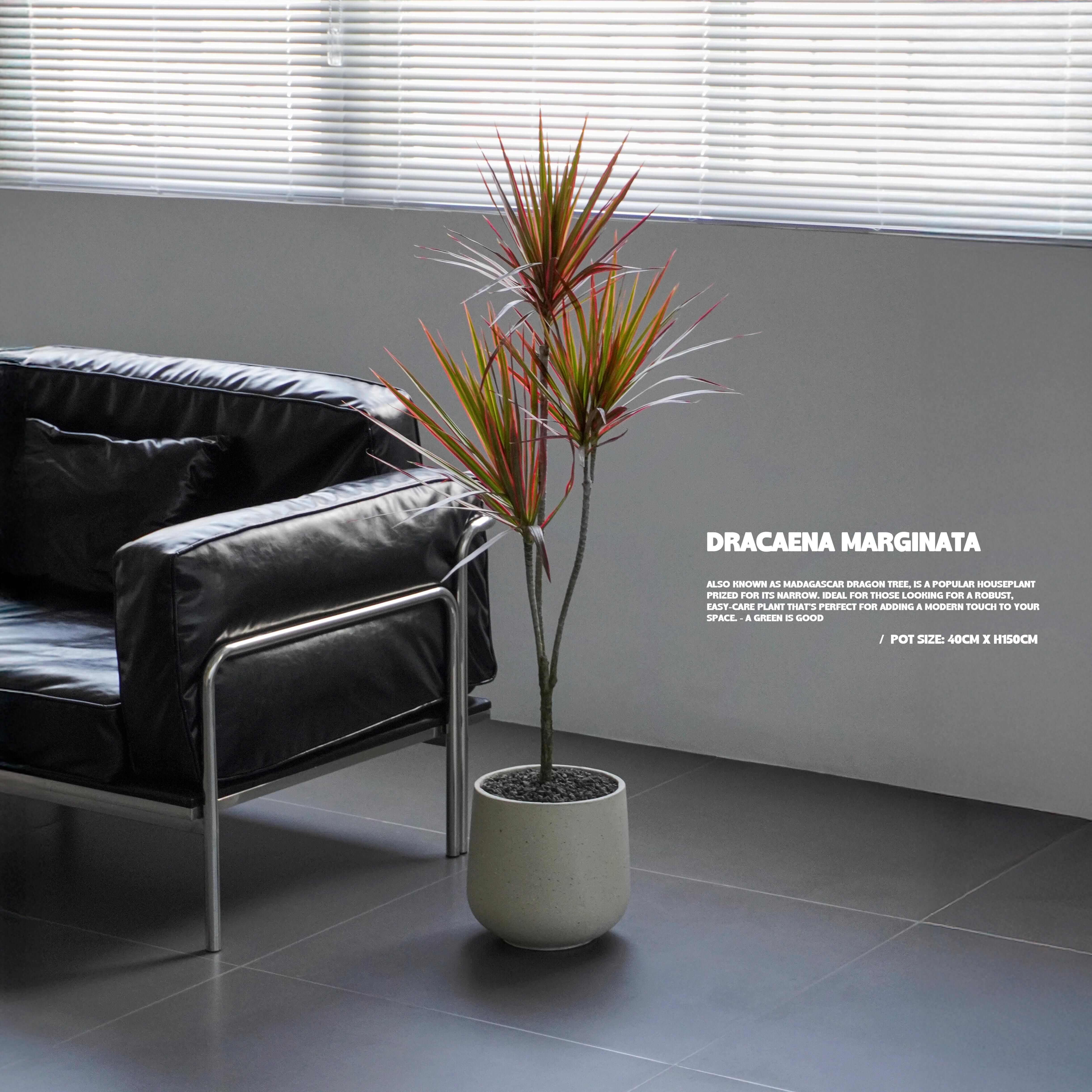 千年木 - Dracaena marginata