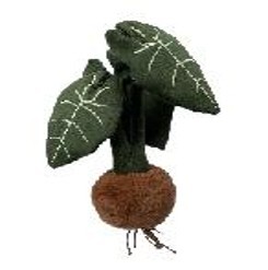 绒绒森林 绿天鹅绒海芋