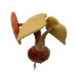 绒绒森林 秋之华秋海棠