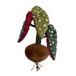 绒绒森林 鳟鱼秋海棠