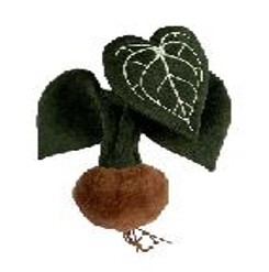 绒绒森林 克莱恩花烛