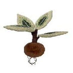 绒绒森林 橡皮树