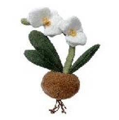 绒绒森林 蝴蝶兰