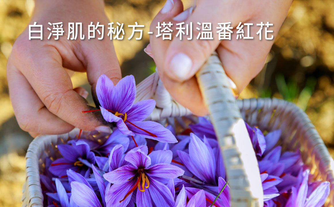 手工採摘摩洛哥塔利溫番紅花花朵，珍稀紅色柱頭富含美容與抗氧化功效｜白淨肌的祕方－香料女王番紅花