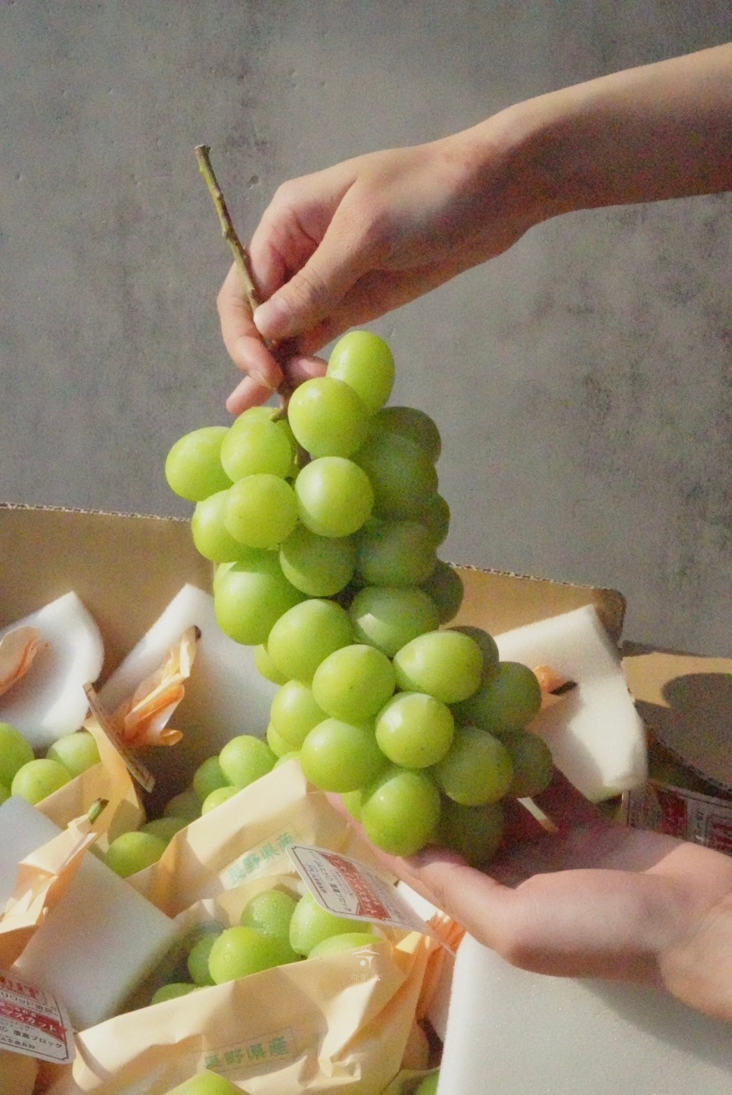 奇果｜長野麝香葡萄