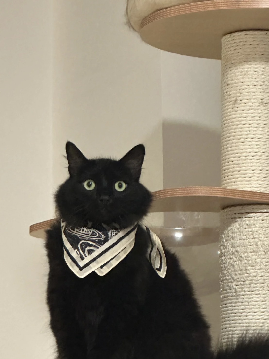 <最後現貨> Vivienne Westwood 日本限定🪐小方巾