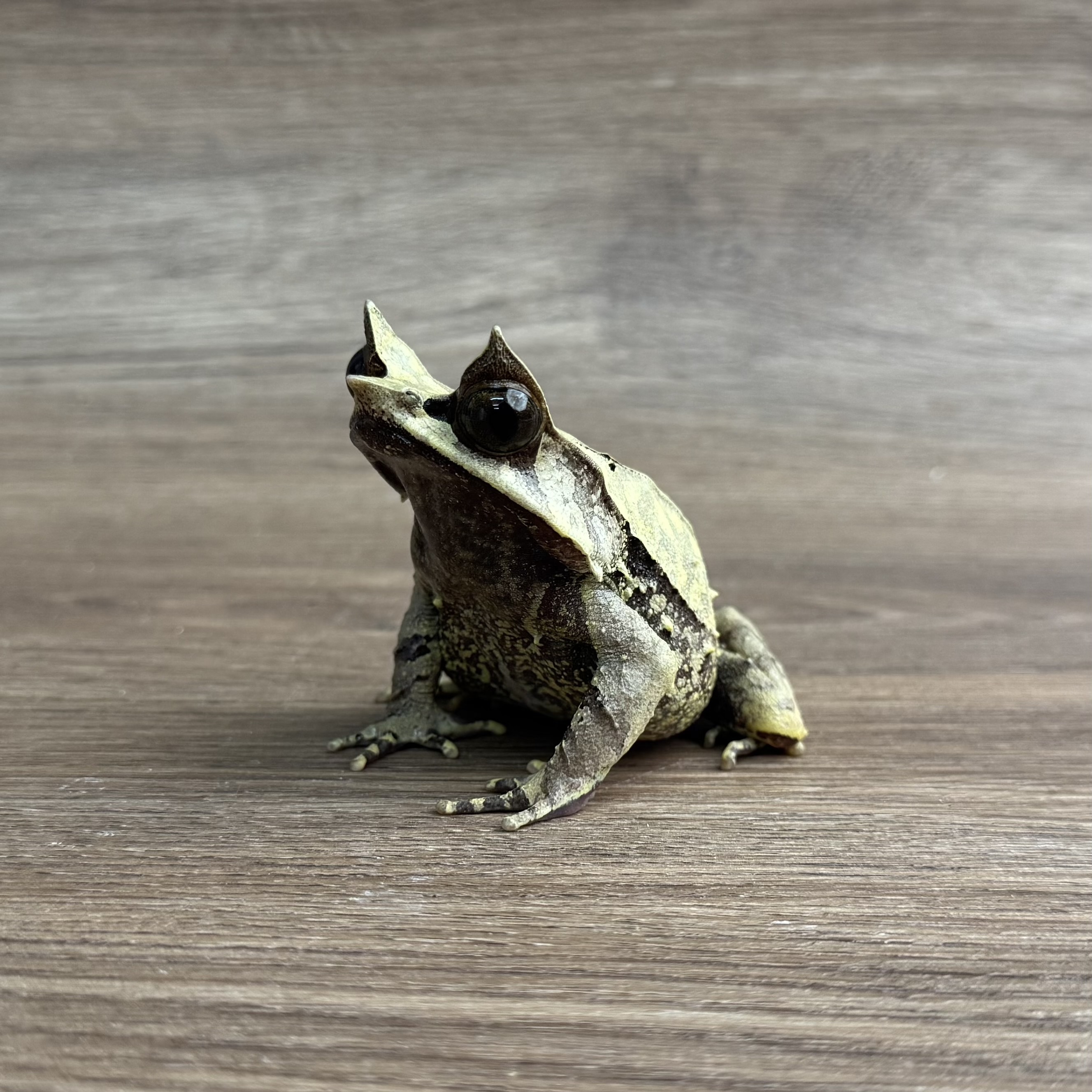 三角枯葉蛙