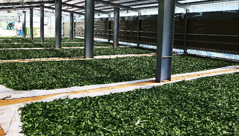 台灣製茶技術舉世聞名