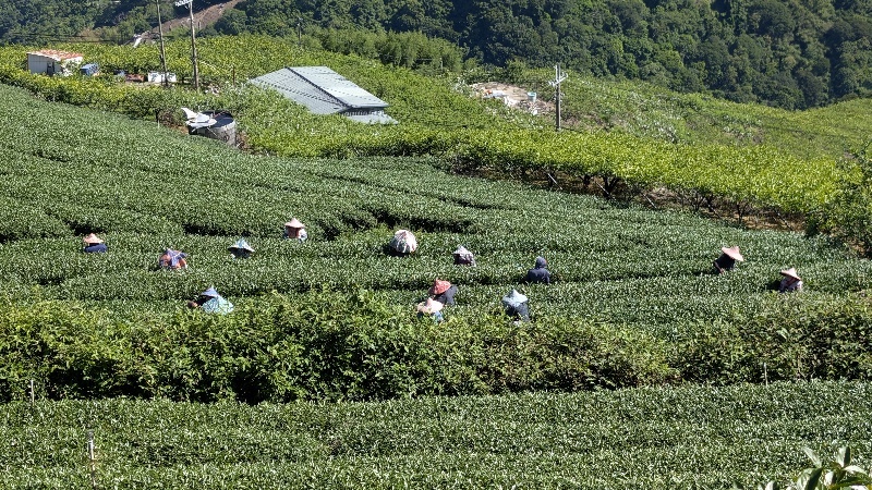 台灣高山茶園