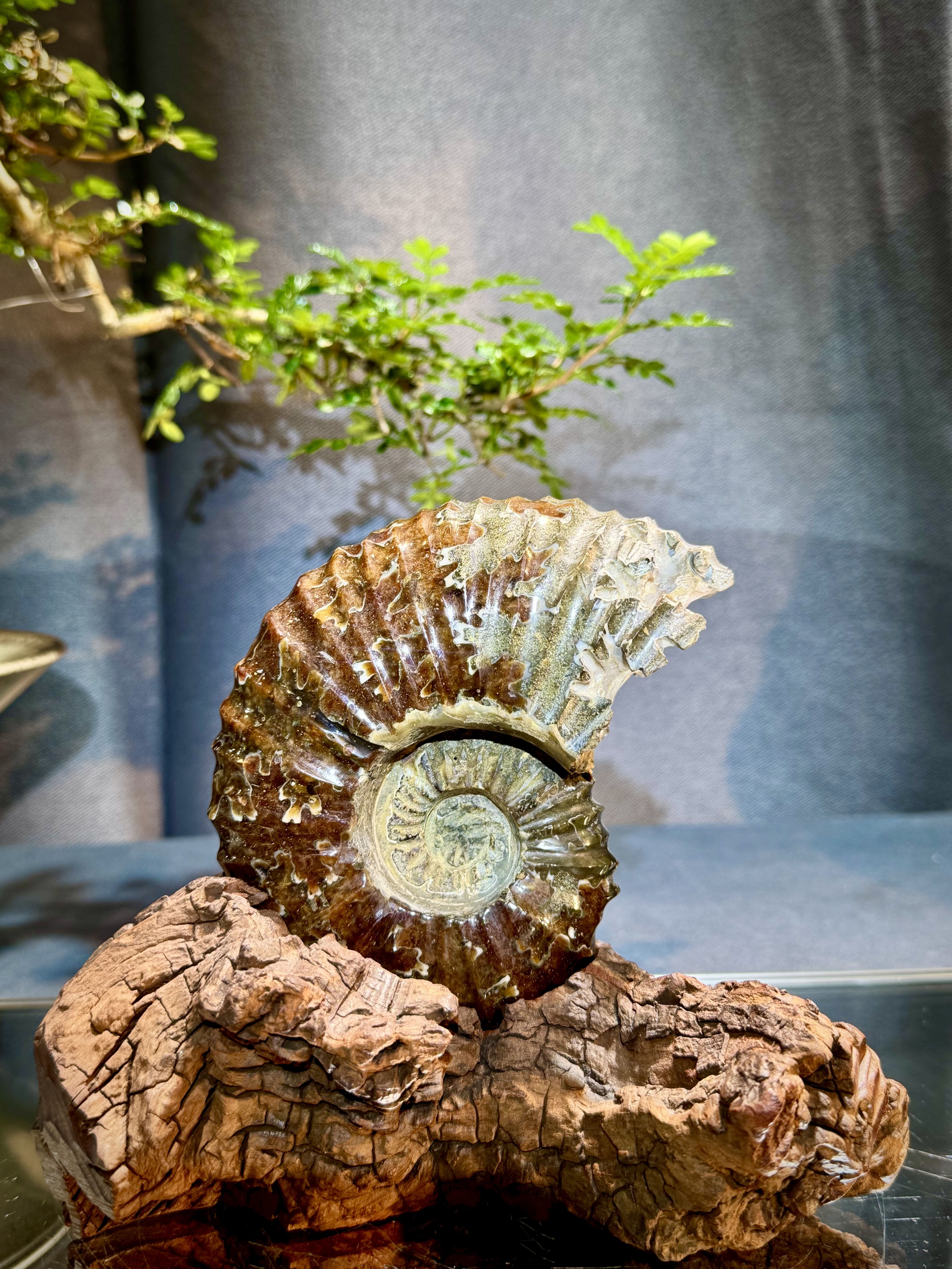 菊石螺原石擺件 6100