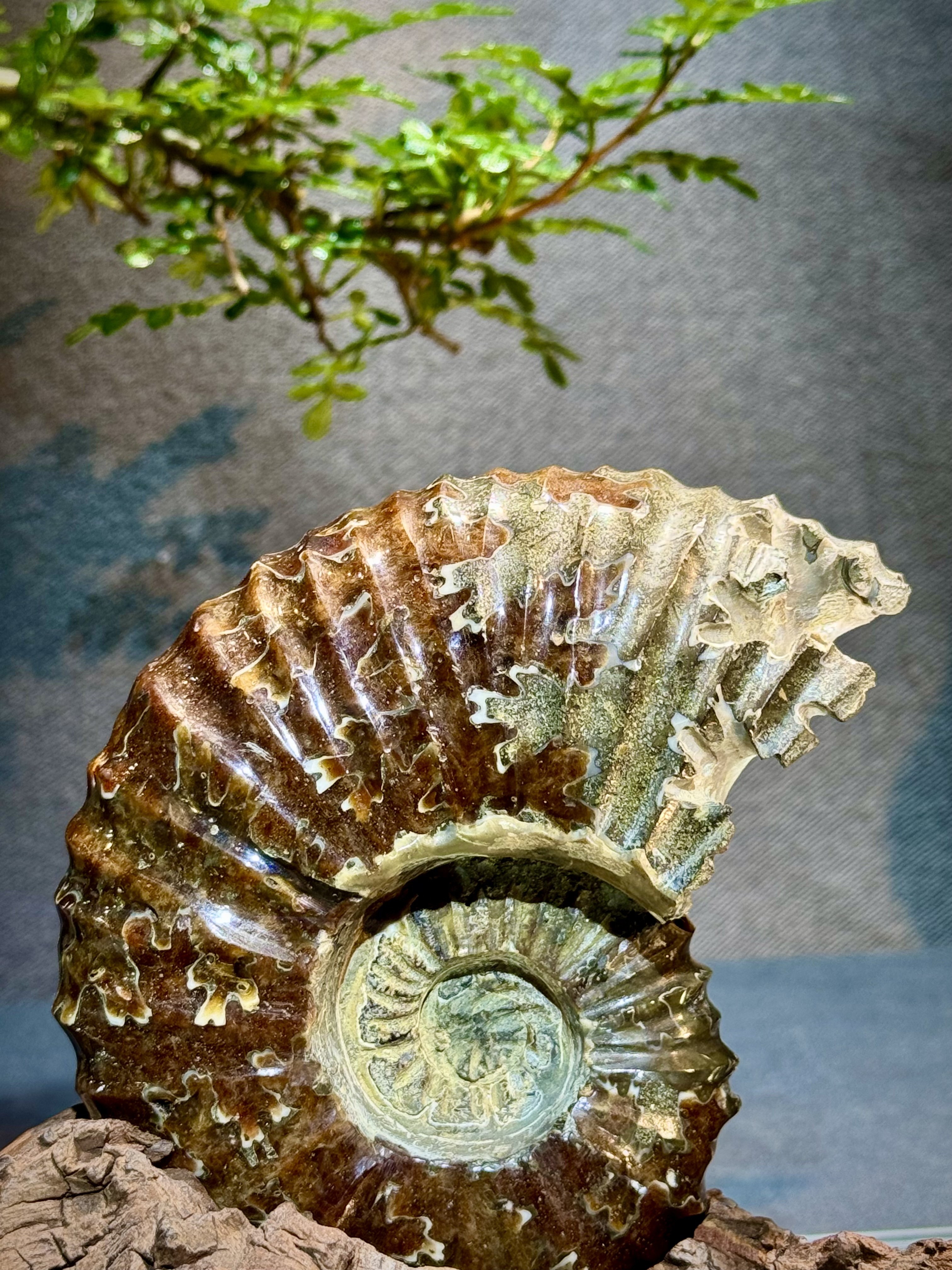 菊石螺原石擺件 6100